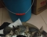 ��С؈�o�о���